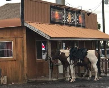 Horses standing at Busters